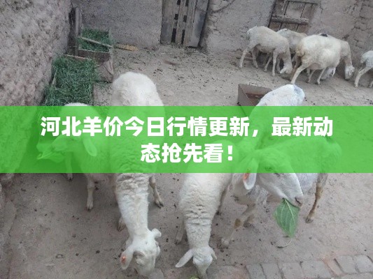 河北羊价今日行情更新，最新动态抢先看！