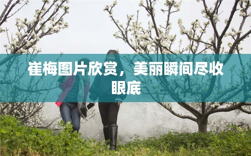 崔梅图片欣赏，美丽瞬间尽收眼底