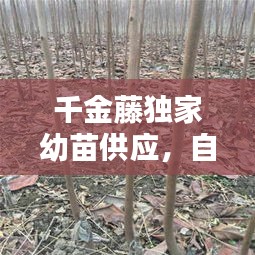 千金藤独家幼苗供应，自然与商业的桥梁接轨