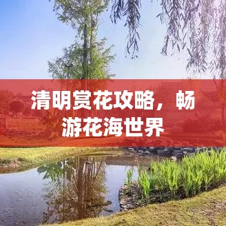 清明赏花攻略，畅游花海世界