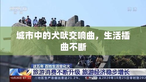 城市中的犬吠交响曲，生活插曲不断