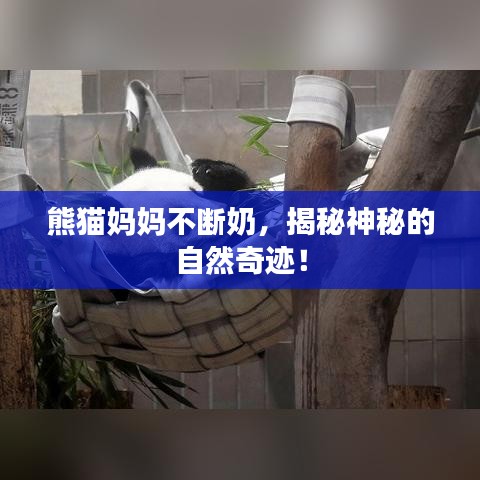 熊猫妈妈不断奶，揭秘神秘的自然奇迹！