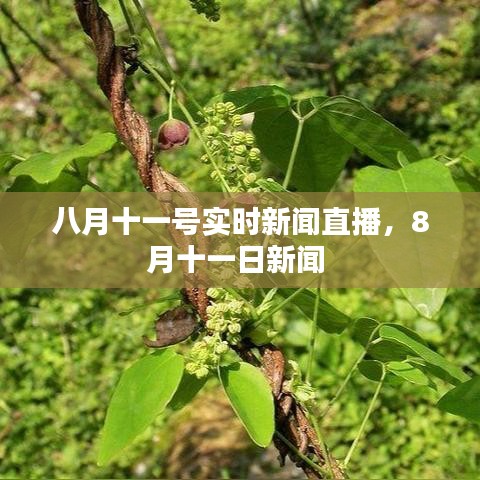 八月十一号实时新闻直播，8月十一日新闻 