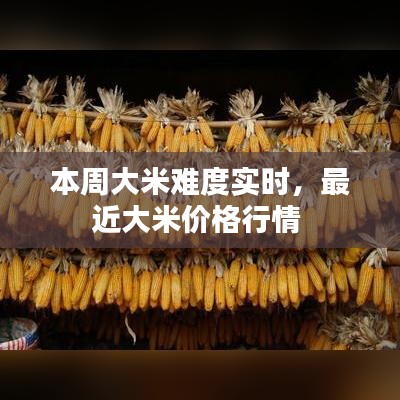 本周大米难度实时，最近大米价格行情 