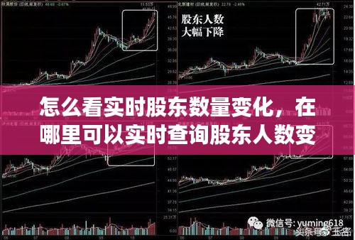 怎么看实时股东数量变化，在哪里可以实时查询股东人数变化 