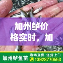 加州鲈价格实时，加州鲈鱼价格市场行情 