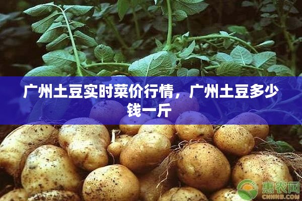 广州土豆实时菜价行情，广州土豆多少钱一斤 