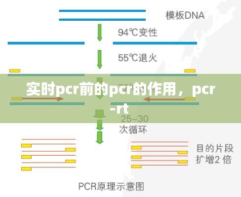 实时pcr前的pcr的作用，pcr-rt 