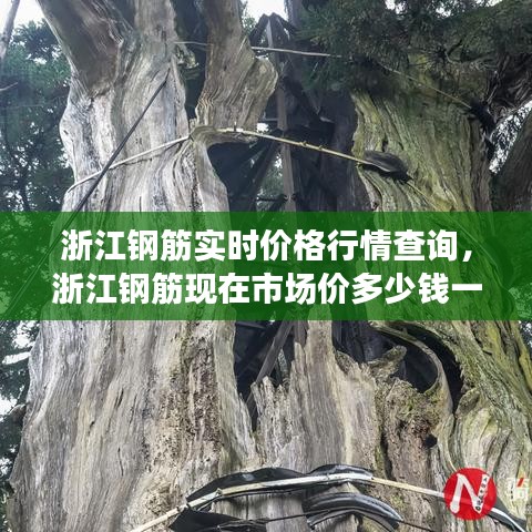 浙江钢筋实时价格行情查询，浙江钢筋现在市场价多少钱一吨 