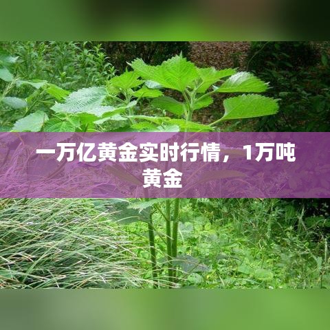 一万亿黄金实时行情，1万吨黄金 