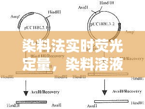 染料法实时荧光定量，染料溶液的荧光性质有哪些 