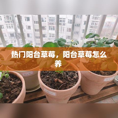 热门阳台草莓，阳台草莓怎么养 