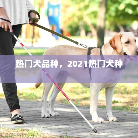 热门犬品种，2021热门犬种 