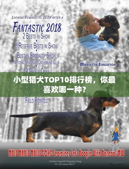 小型猎犬TOP10排行榜，你最喜欢哪一种？