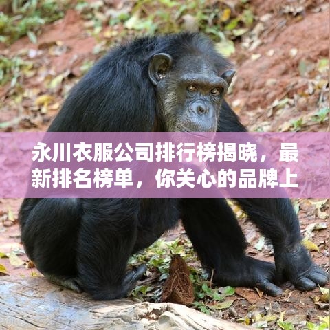 永川衣服公司排行榜揭晓，最新排名榜单，你关心的品牌上榜了！