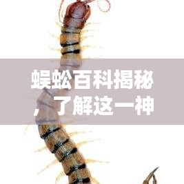 蜈蚣百科揭秘，了解这一神秘生物！