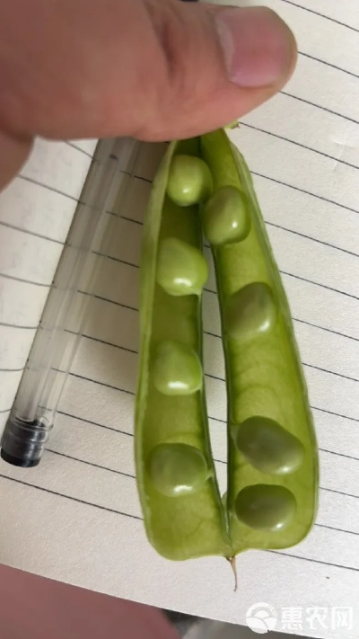 蜿豆夹下载官方正式版,未来规划解析说明|T_v4.505